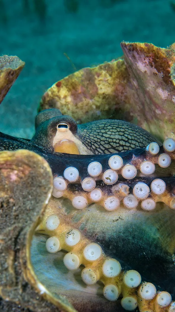 Need some shell-ter?