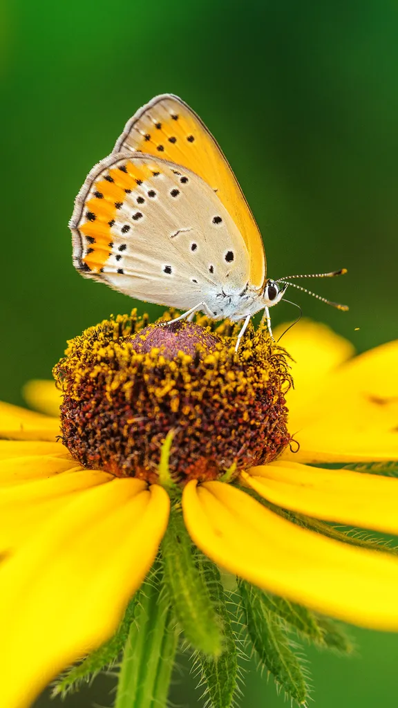 Pollen meets wings