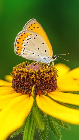 Pollen meets wings