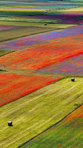 Fiori e Geometria