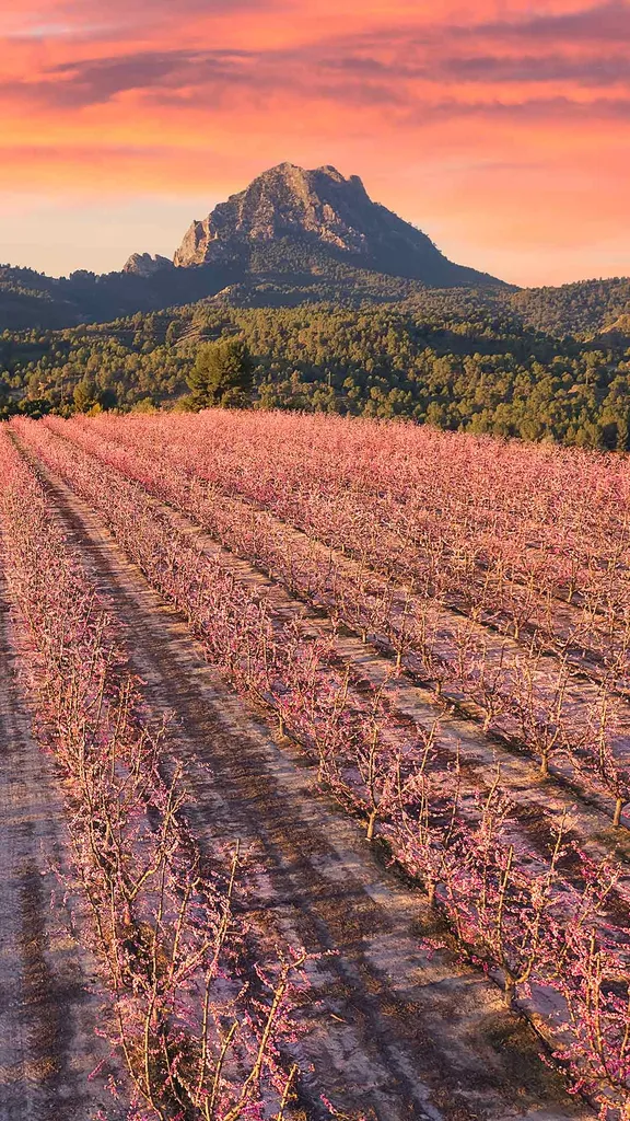 Peach trees in bloom, Cieza, Murcia, Spain
