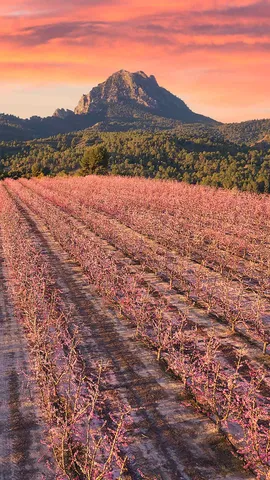 Peach trees in bloom, Cieza, Murcia, Spain