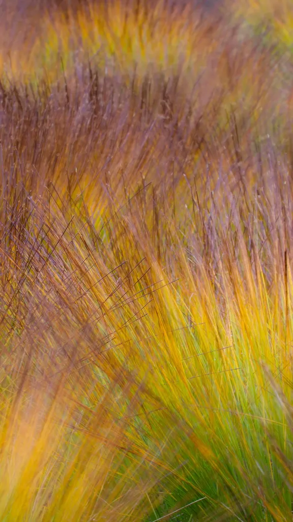 L'automne en tourbi&egrave;re