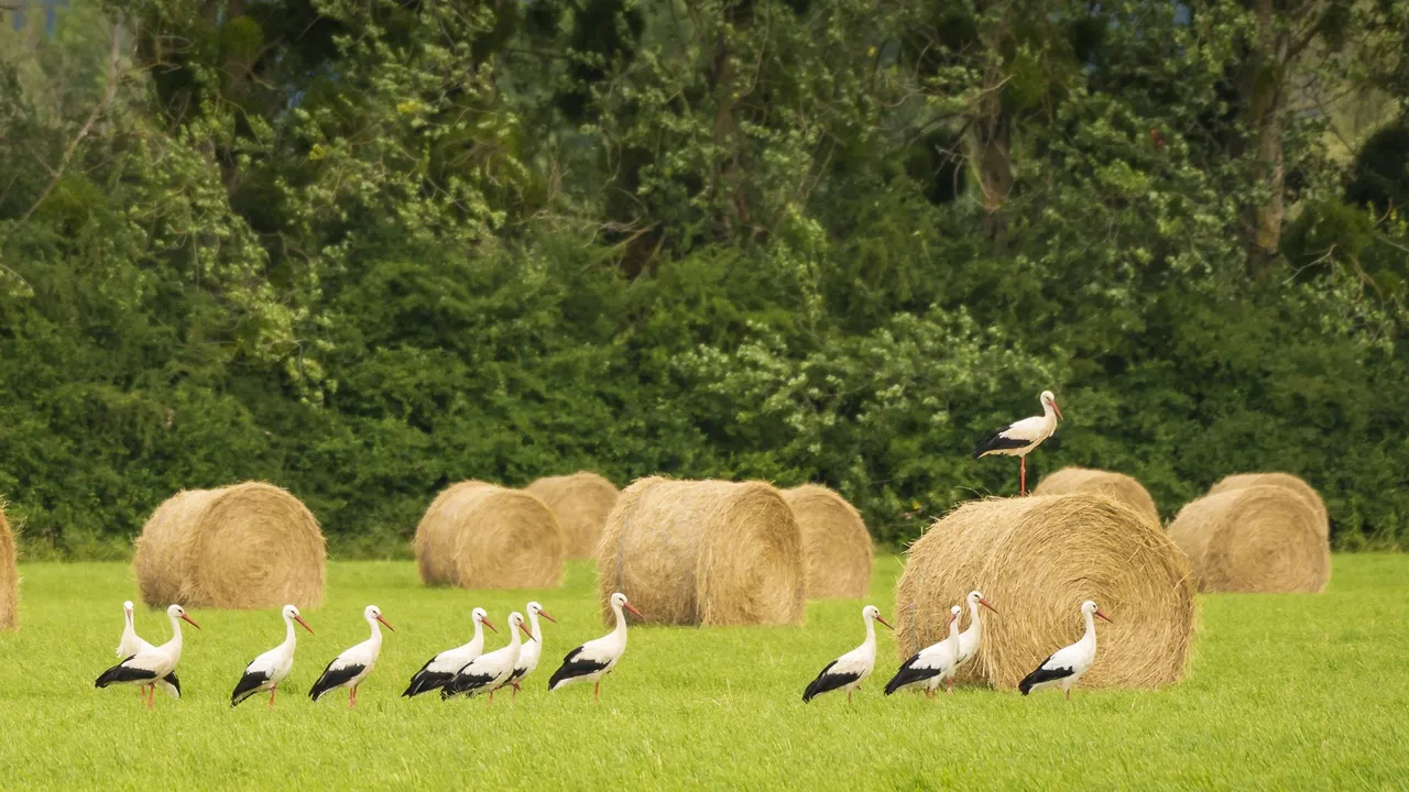Elles relient les saisons, les terres et les hommes