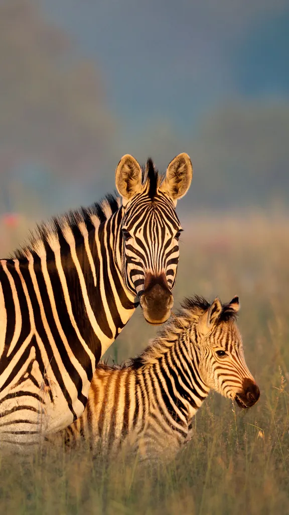 Kennen Sie diese Gattung der Zebras?