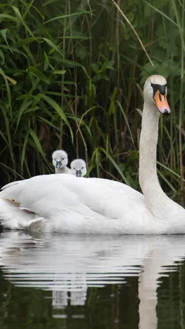 Geborgenheit auf dem Wasser