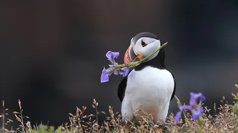 Clifftop flower carrier