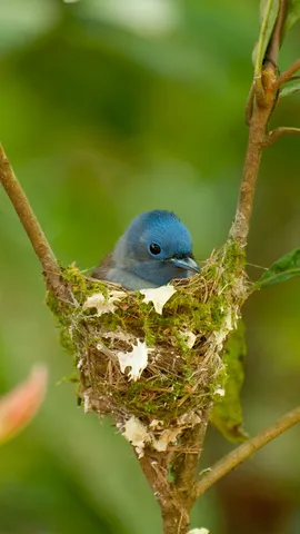 Bunt gefiederter Freund