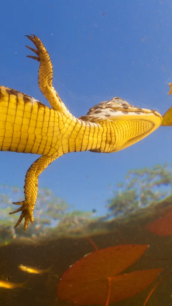 Lentes para um mergulho especial