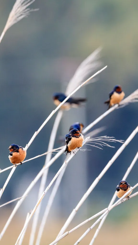 Wings at rest