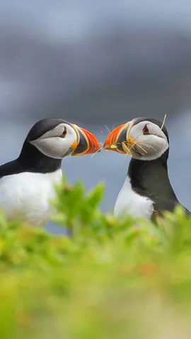 Puffins with a plan