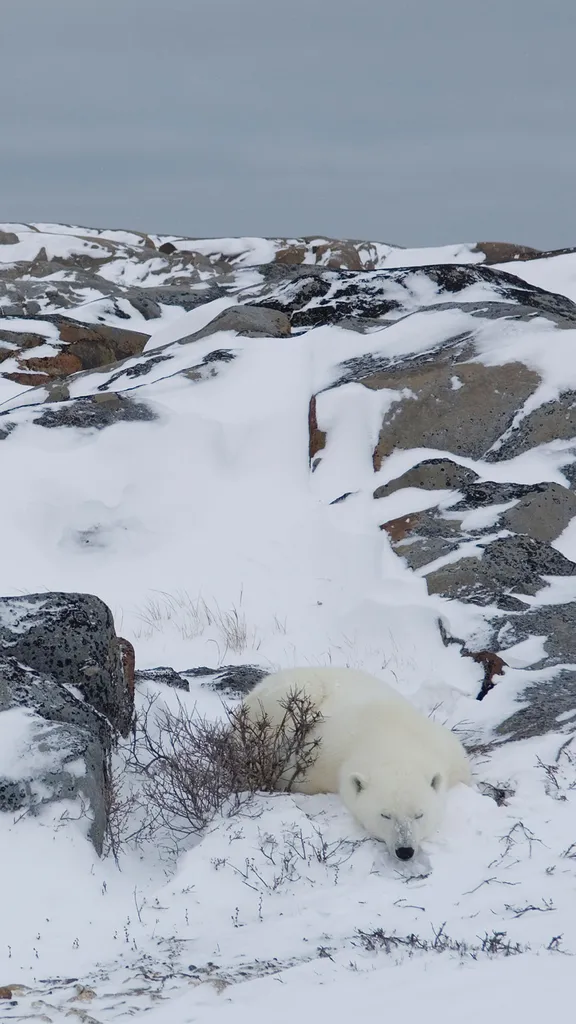 A long winter's nap