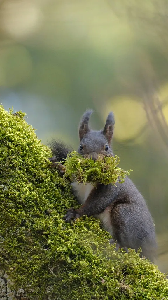 Ein Meister des Kletterns