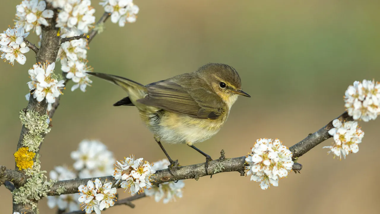 Common chiffchaff, Germany