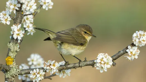 Common chiffchaff, Germany