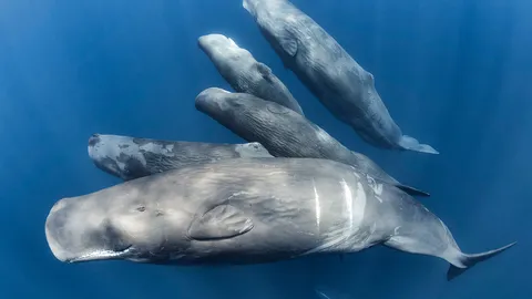 Whale you save me?