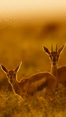 Following mom's lead