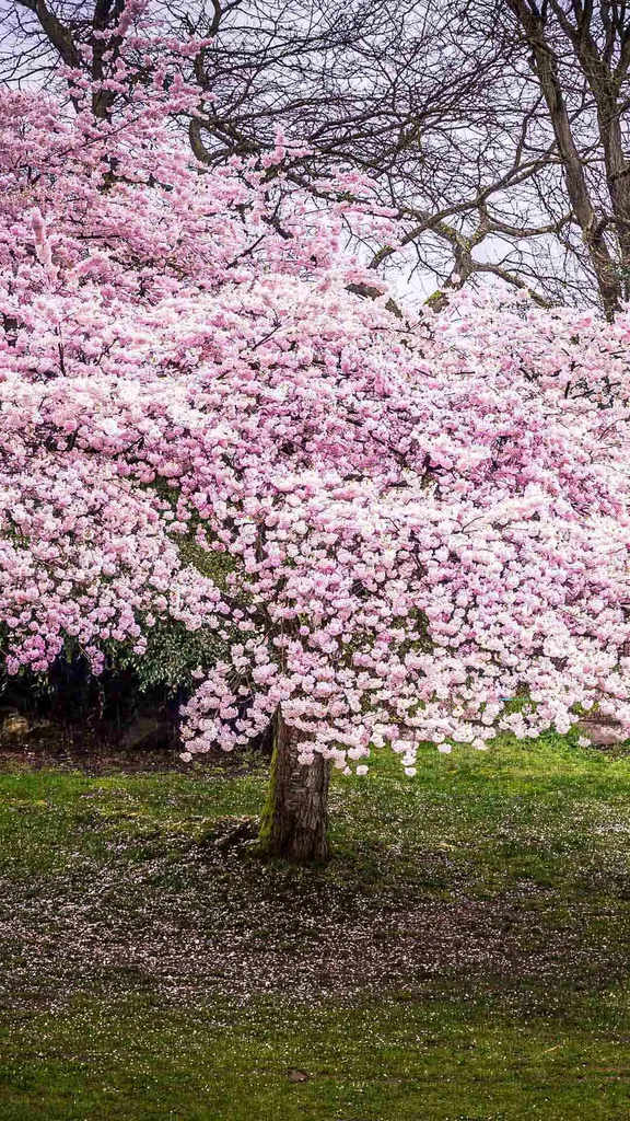 Cherry blossom season!