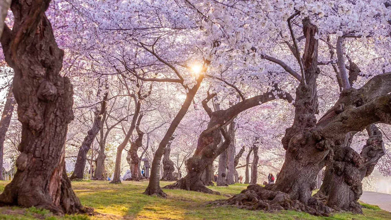 Los &aacute;rboles de la primavera