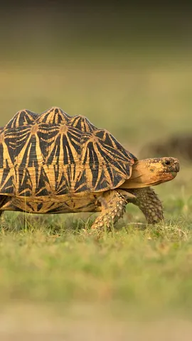 Quand les carapaces passent&hellip;