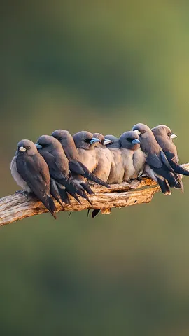 南アジアの可愛い鳥