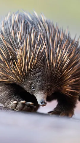 Spike your curiosity