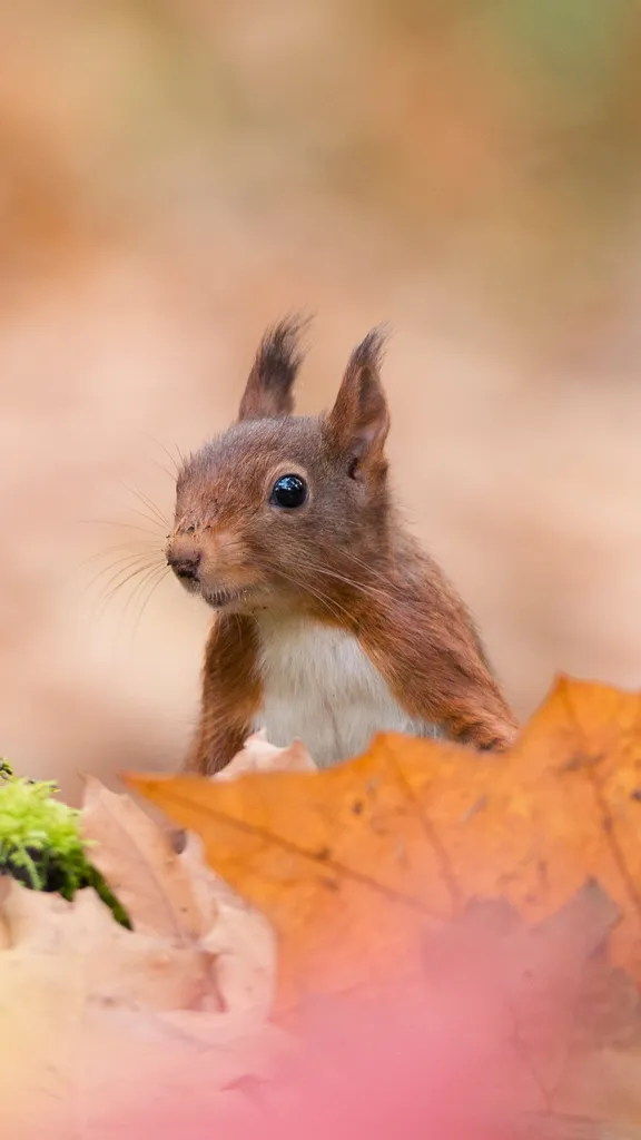Aufmerksamer Beobachter