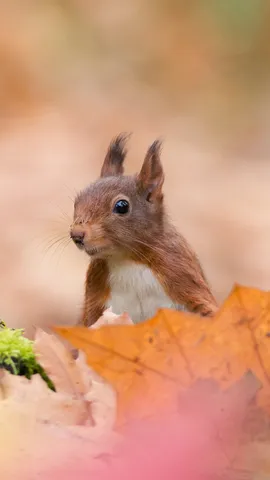 Aufmerksamer Beobachter
