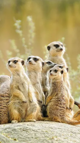 Espere! Quem est&aacute; a&iacute;?