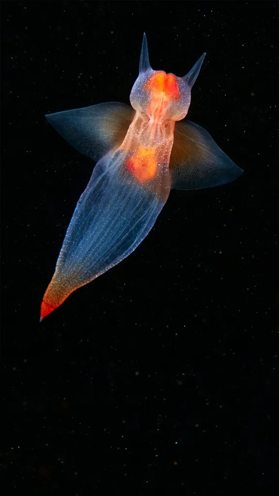海洋天使