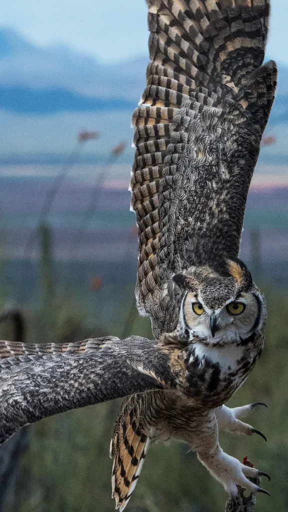 Philosophen des Waldes