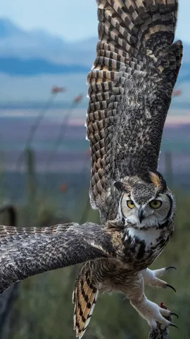 Philosophen des Waldes