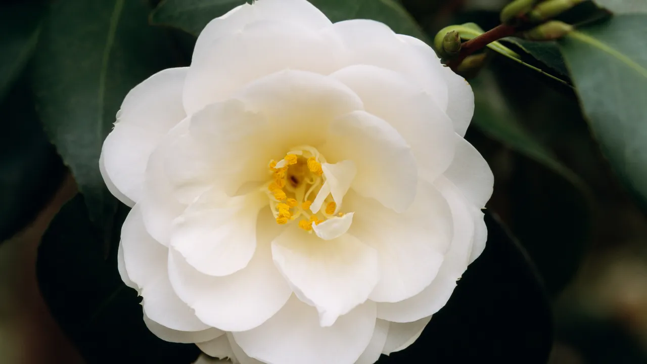 Uma flor pela liberdade