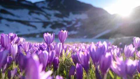 Purple crocus flowers, Seven Rila Lakes, Bulgaria