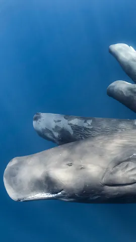 Whale you save me?