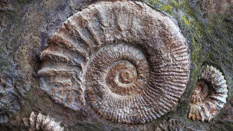 古代の海に生息していた動物の化石