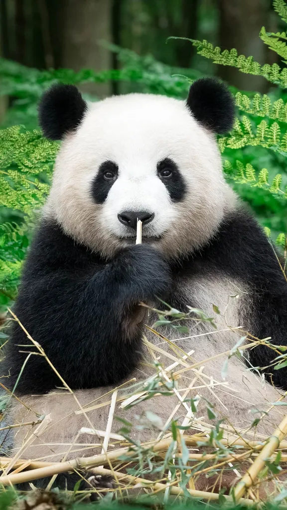 Into the Pandaverse