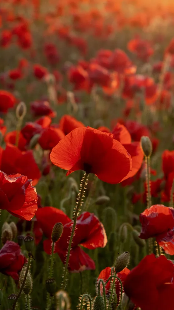 Lest we forget&hellip;