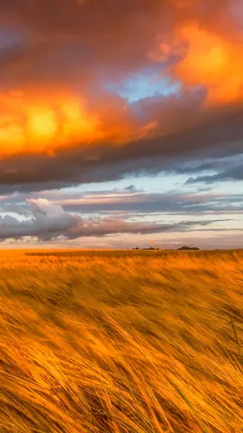 东洛锡安的金黄麦田，苏格兰