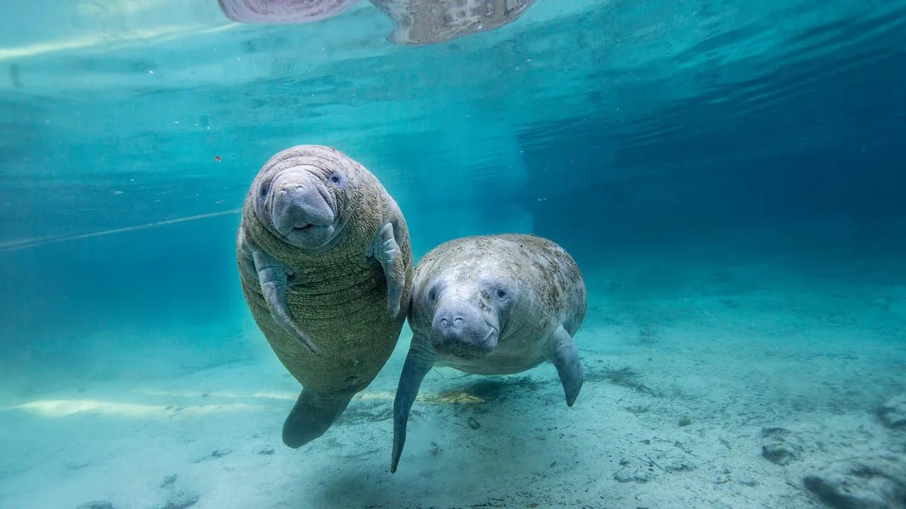 Juvenile manatees in a freshwater spring, Crystal River, Florida, United States