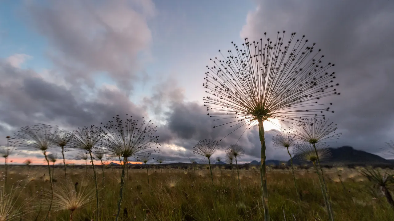 Mortas, por&eacute;m vivas?