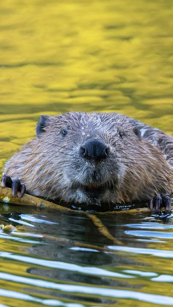 One stick at a time