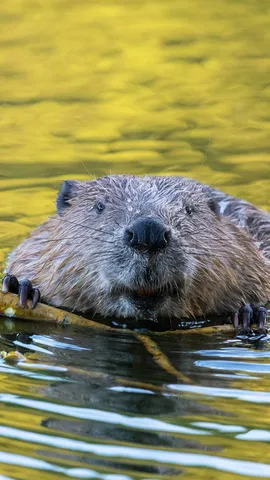 One stick at a time