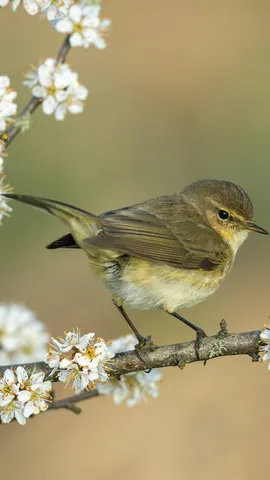 Common chiffchaff, Germany