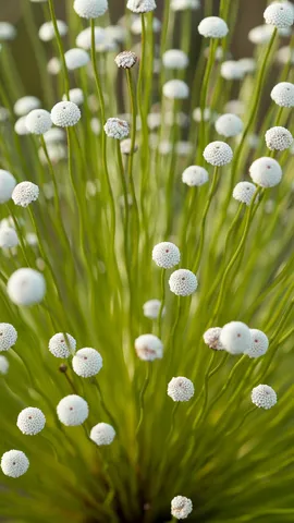 Cerrado, uma f&aacute;brica estrelas