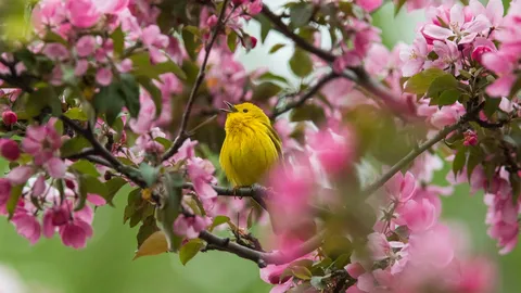 Yellow warbler in Canada