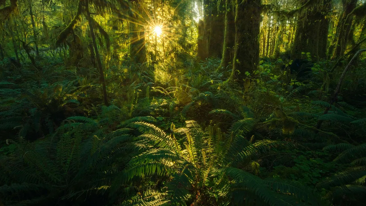 Regenw&auml;lder voller Leben