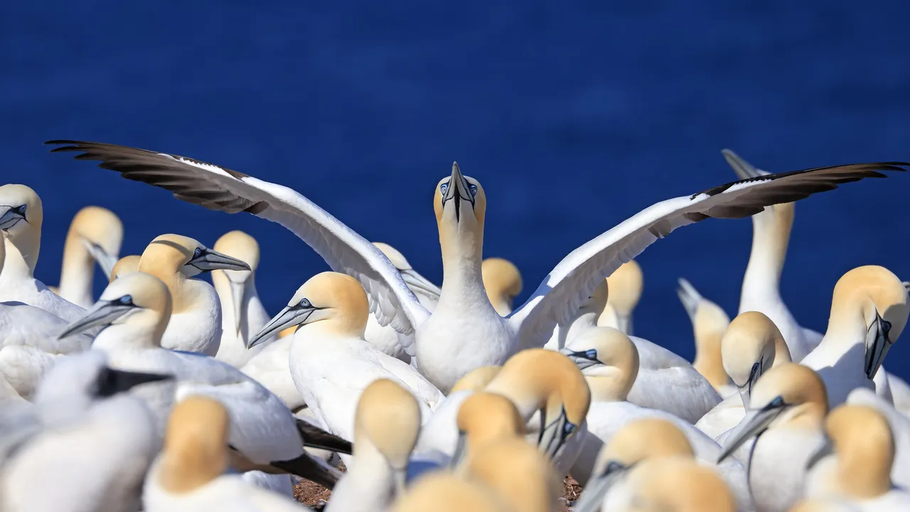 Wings wide open