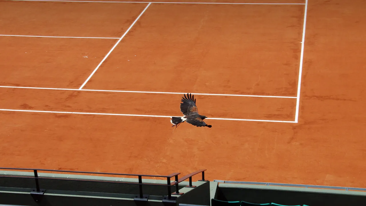 Le faucon veille sur la terre battue