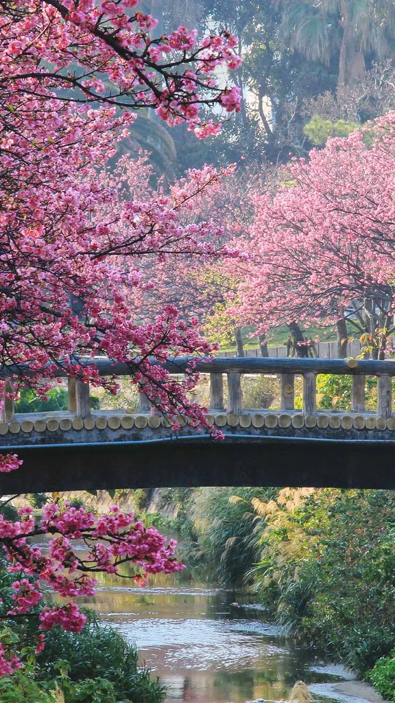 今日はさくらの日